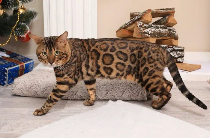 MIRABELL BENGALS 12