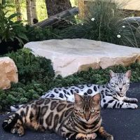 MIRABELL BENGALS ico