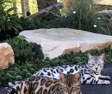 MIRABELL BENGALS