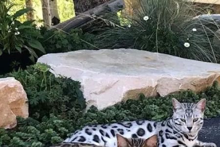 MIRABELL BENGALS