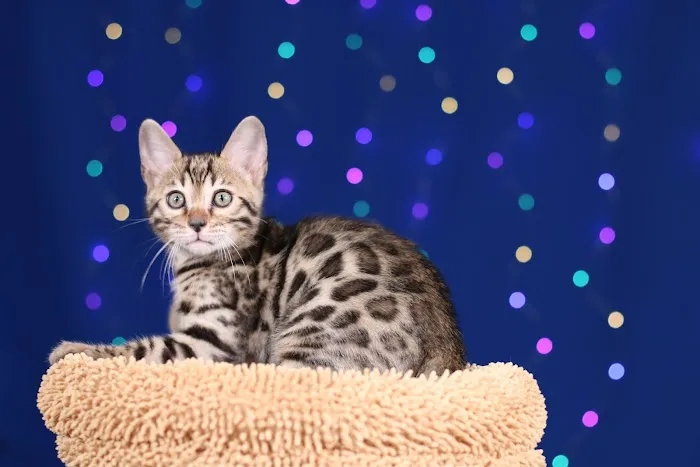 MIRABELL BENGALS 12