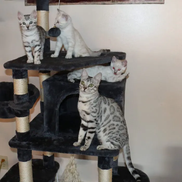 MIRABELL BENGALS 12