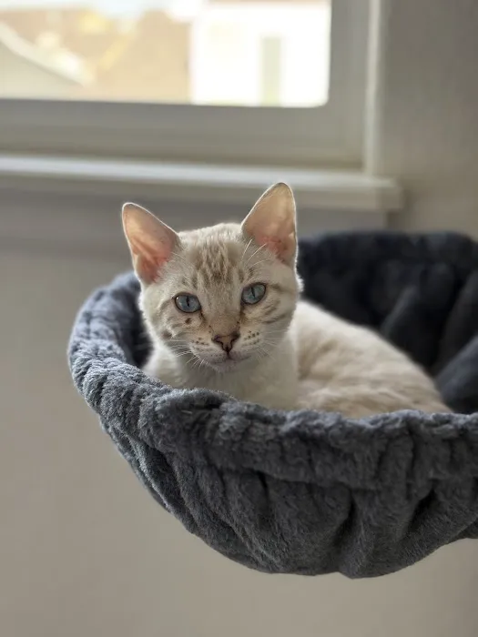MIRABELL BENGALS 12