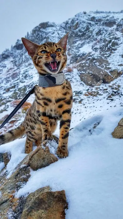 MIRABELL BENGALS 12