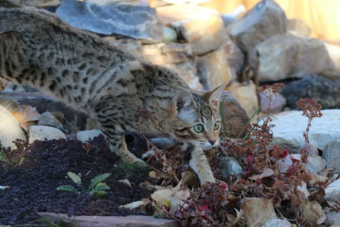 MIRABELL BENGALS 12