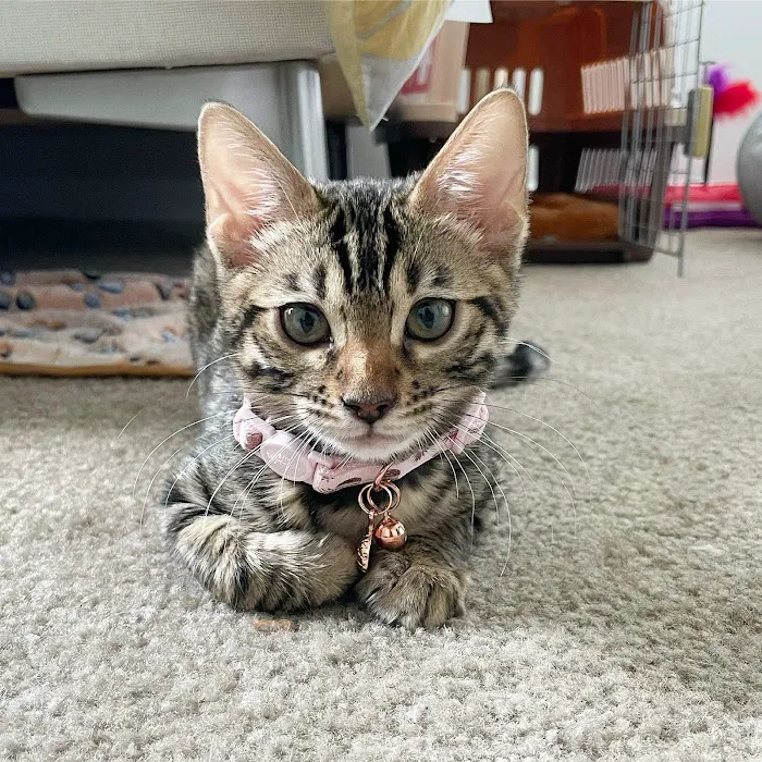 MIRABELL BENGALS 12