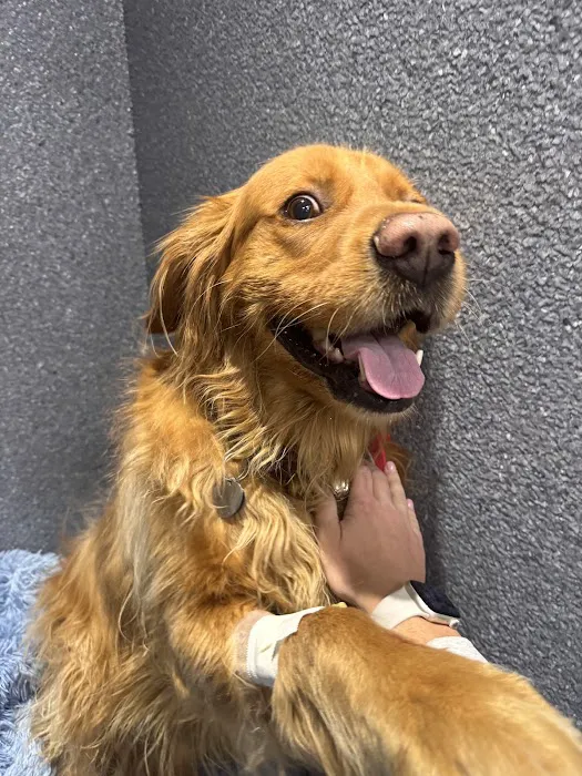 Animal Urgent Care North East 12