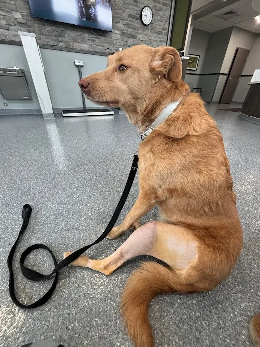 Animal Urgent Care North East 12