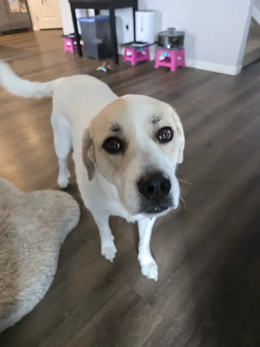 Banfield Pet Hospital 12