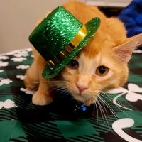 Brighton Animal Clinic ico