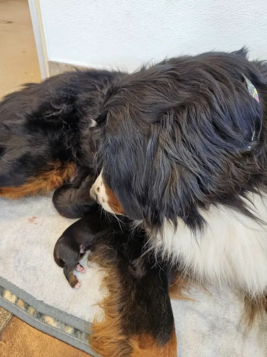 Brighton Animal Clinic 12