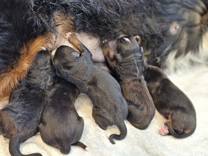 Brighton Animal Clinic 12