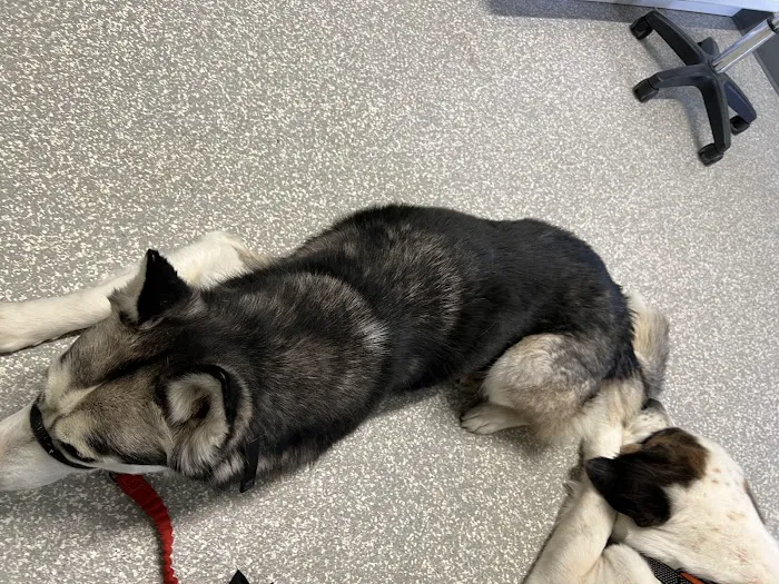 Horizon Veterinary Clinic 12