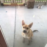 Bridge Street Veterinary Clinic ico