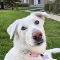 Wildflower Veterinary Hospital ico