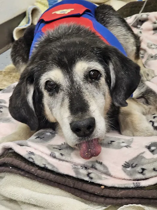 Wildflower Veterinary Hospital 12