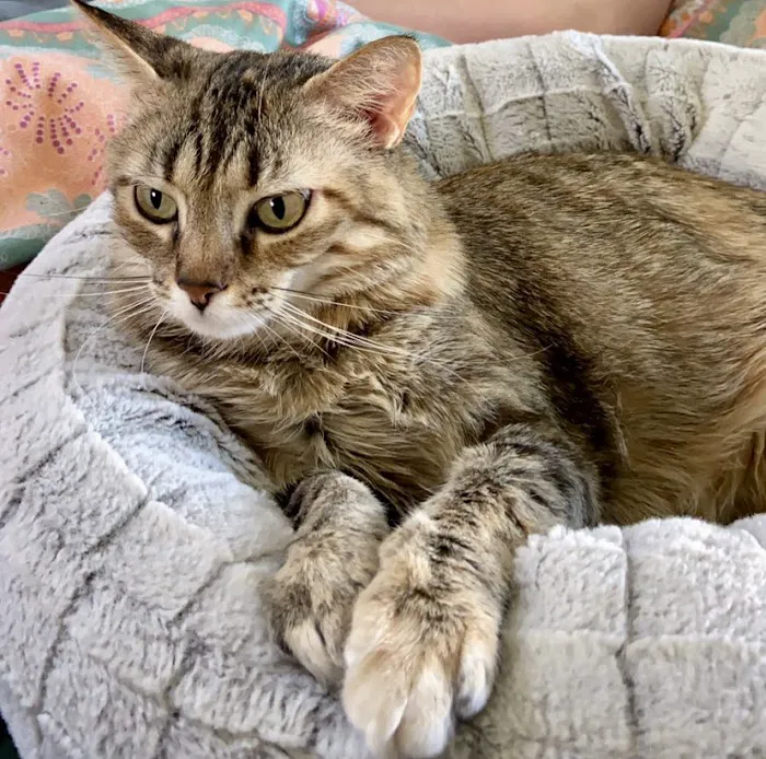 Foxtail Pines Veterinary Hospital 12