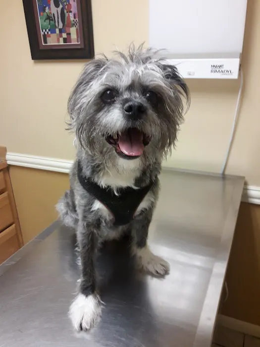 VCA Animal Clinic of Parker 10
