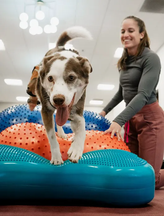 Walking Paws Rehab 2