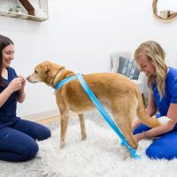 Walking Paws Rehab ico