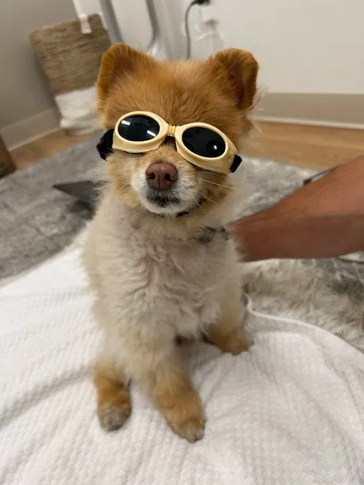 Walking Paws Rehab 6