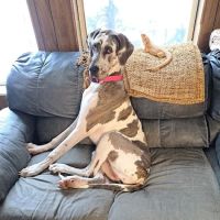 Pet Menders Animal Hospital - Boulder ico