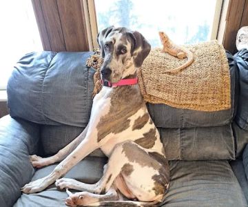 Pet Menders Animal Hospital - Boulder