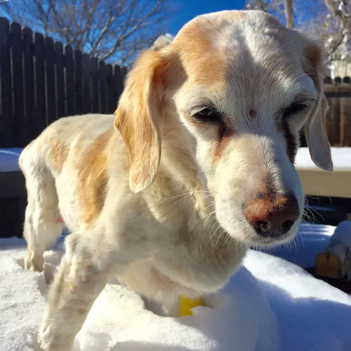Pet Menders Animal Hospital - Boulder 5