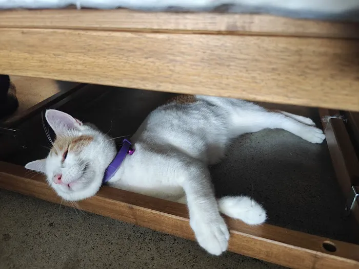 Purrfect Pause Cat Cafe 2