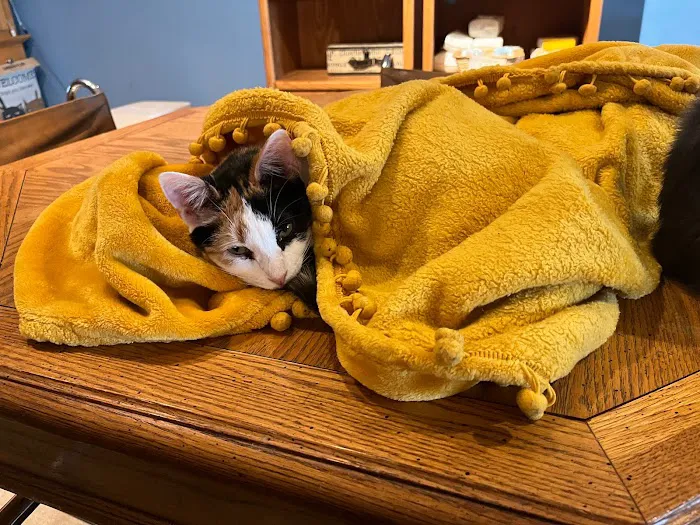 Purrfect Pause Cat Cafe 3