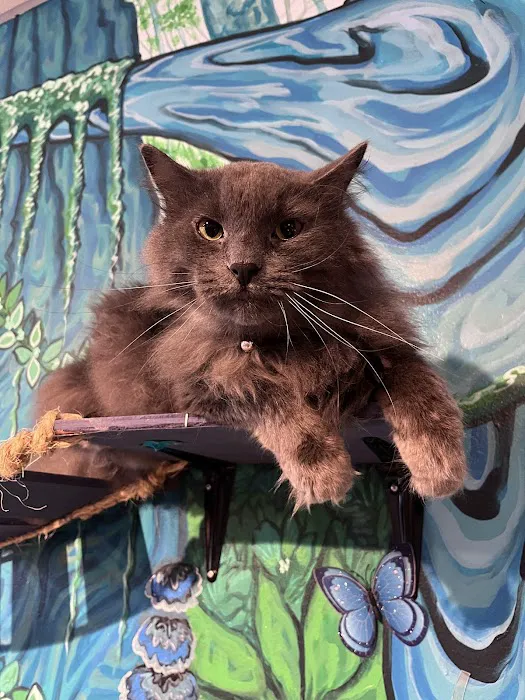 Purrfect Pause Cat Cafe 1