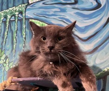 Purrfect Pause Cat Cafe
