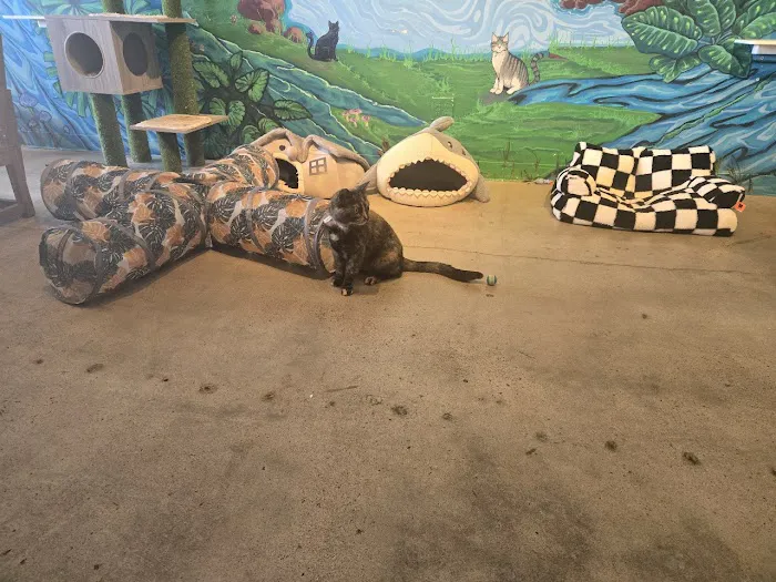 Purrfect Pause Cat Cafe 5