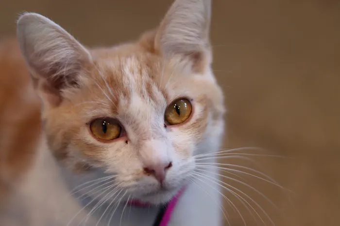 Purrfect Pause Cat Cafe 4