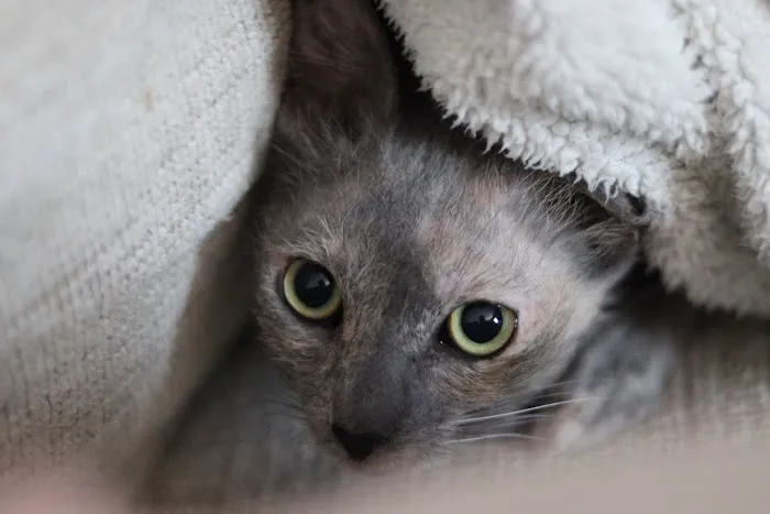 Purrfect Pause Cat Cafe 9