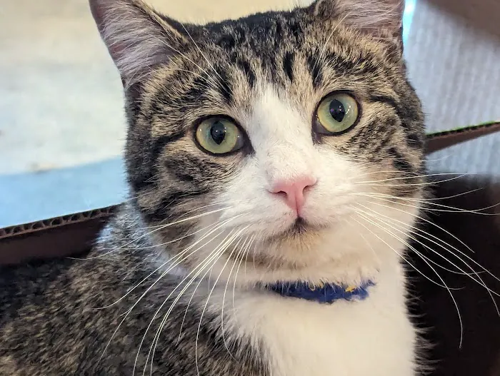 Purrfect Pause Cat Cafe 8