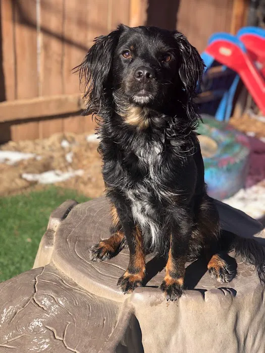 Arapahoe Animal Hospital 1
