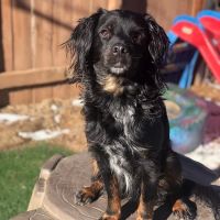 Arapahoe Animal Hospital ico