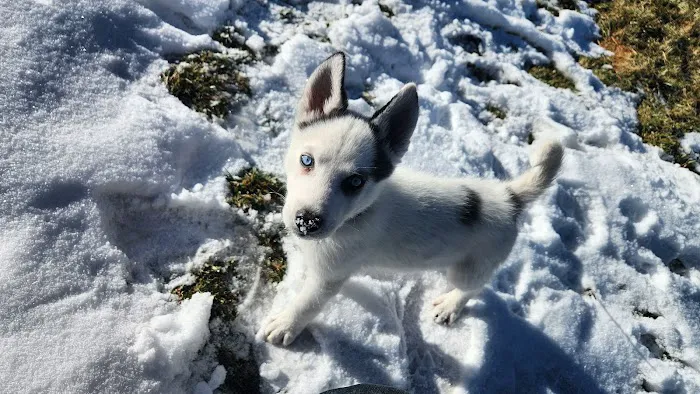 Arapahoe Animal Hospital 5