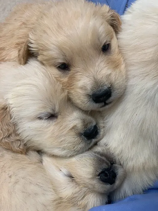 Arapahoe Animal Hospital 6