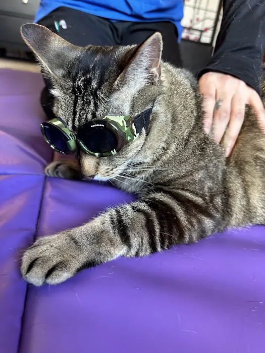 Veterinary Sports Rehab & Integrative Wellness 1