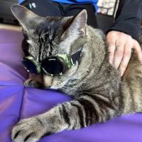 Veterinary Sports Rehab & Integrative Wellness ico