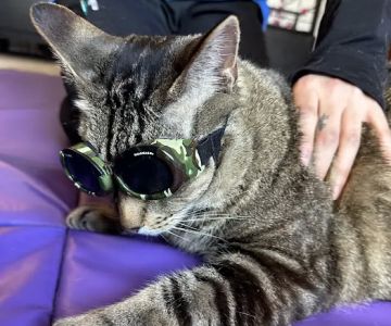 Veterinary Sports Rehab & Integrative Wellness