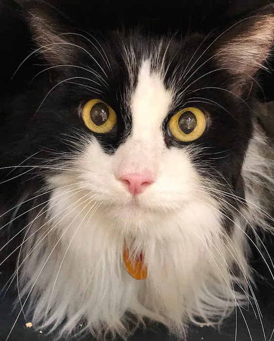 Uniquely Cats Veterinary Center 1