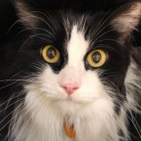 Uniquely Cats Veterinary Center ico
