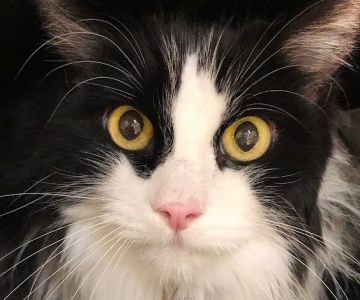 Uniquely Cats Veterinary Center