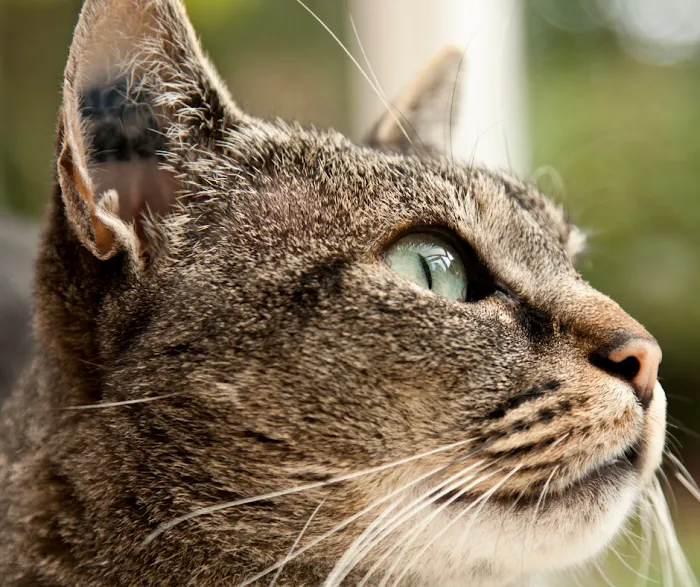 Uniquely Cats Veterinary Center 6