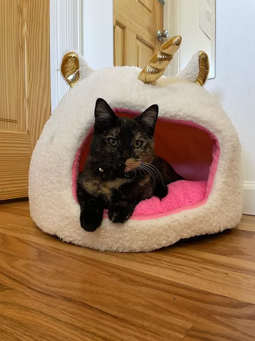 Uniquely Cats Veterinary Center 5