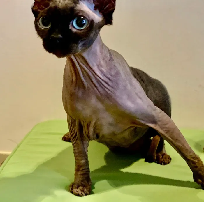 Uniquely Cats Veterinary Center 9