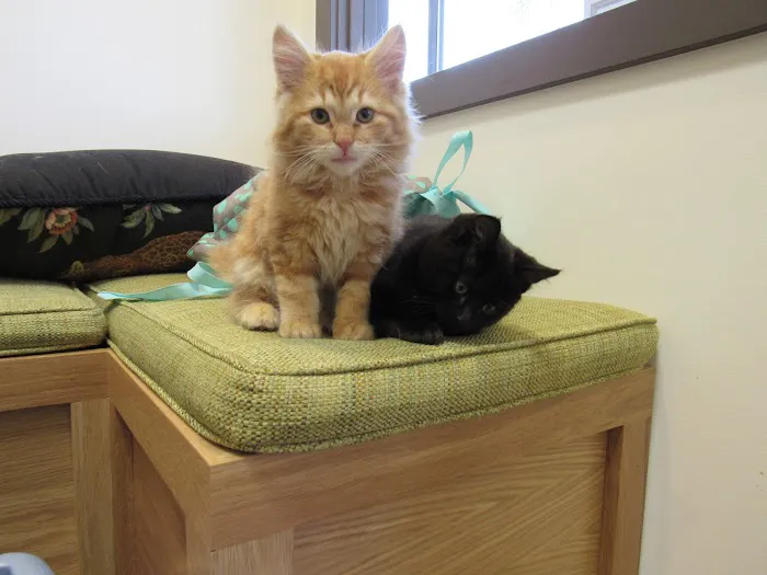 Uniquely Cats Veterinary Center 7